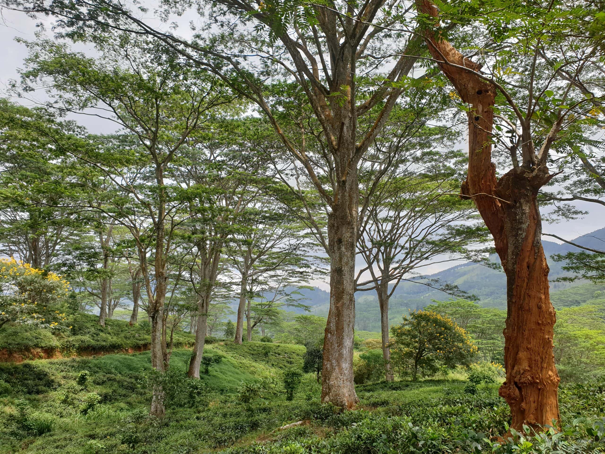 Thushni Pekoe Trail
