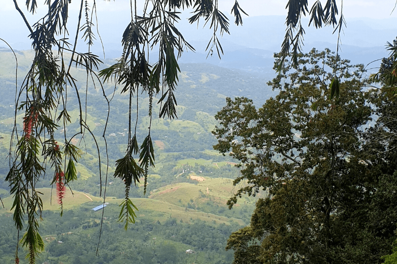 Thushni Pekoe Trail