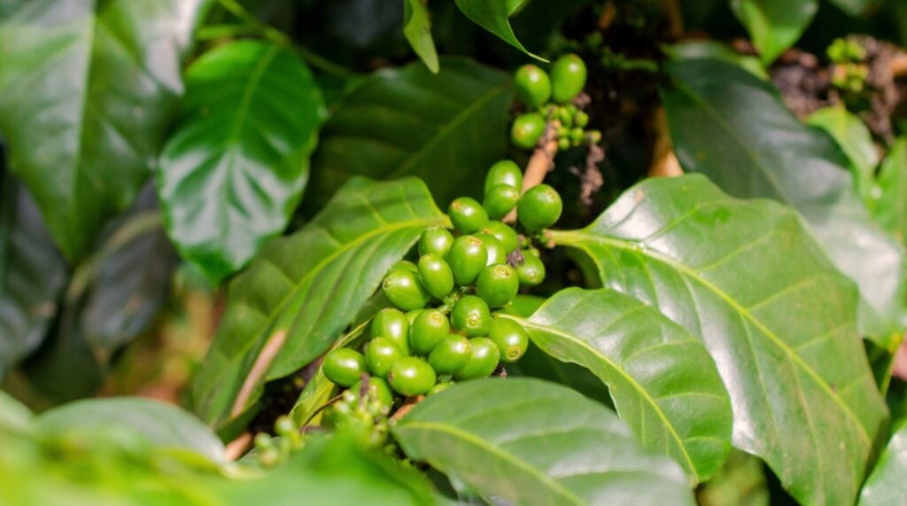 Close-up of a coffee plant Close-up of a coffee plant