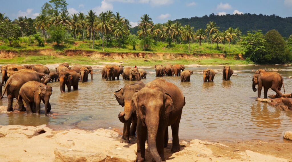 A group of elephants bathing in a river in Sri Lanka with a palm tree forest behind A group of elephants bathing in a river in Sri Lanka with a palm tree forest behind