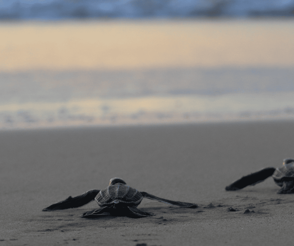 Beaches 7 Leatherback turtle heading into the ocean