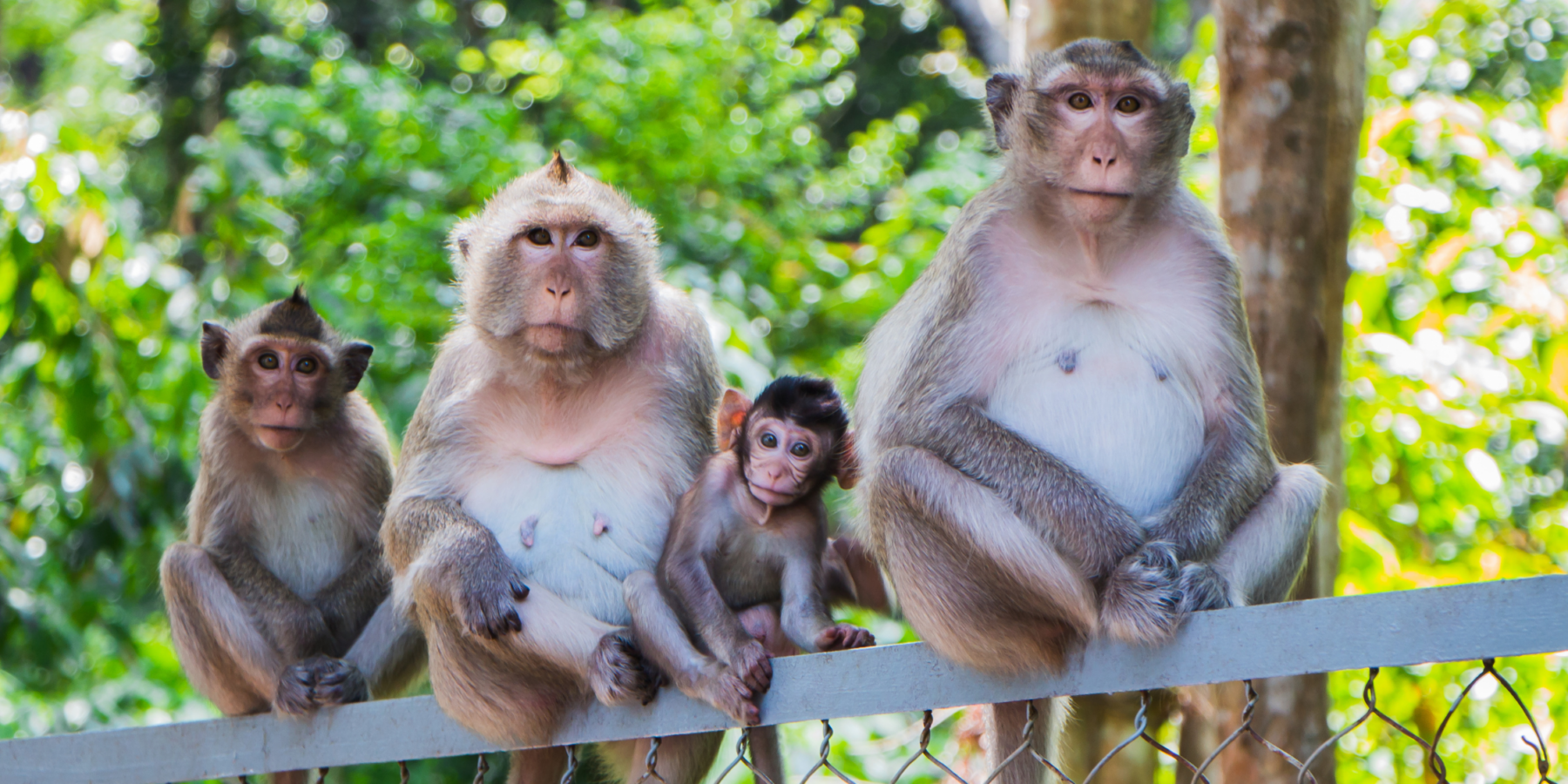 monkeys cambodia Family of monkeys sitting on a fence