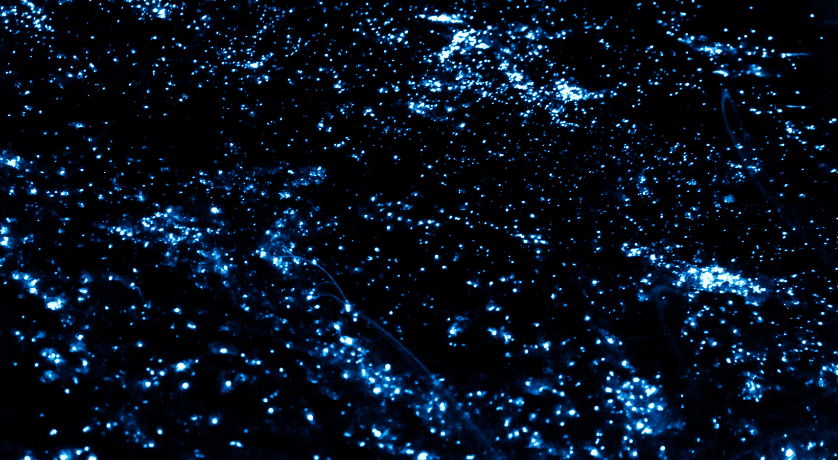 Specs of Bioluminescent plankton in the Maldives Specs of Bioluminescent plankton in the Maldives