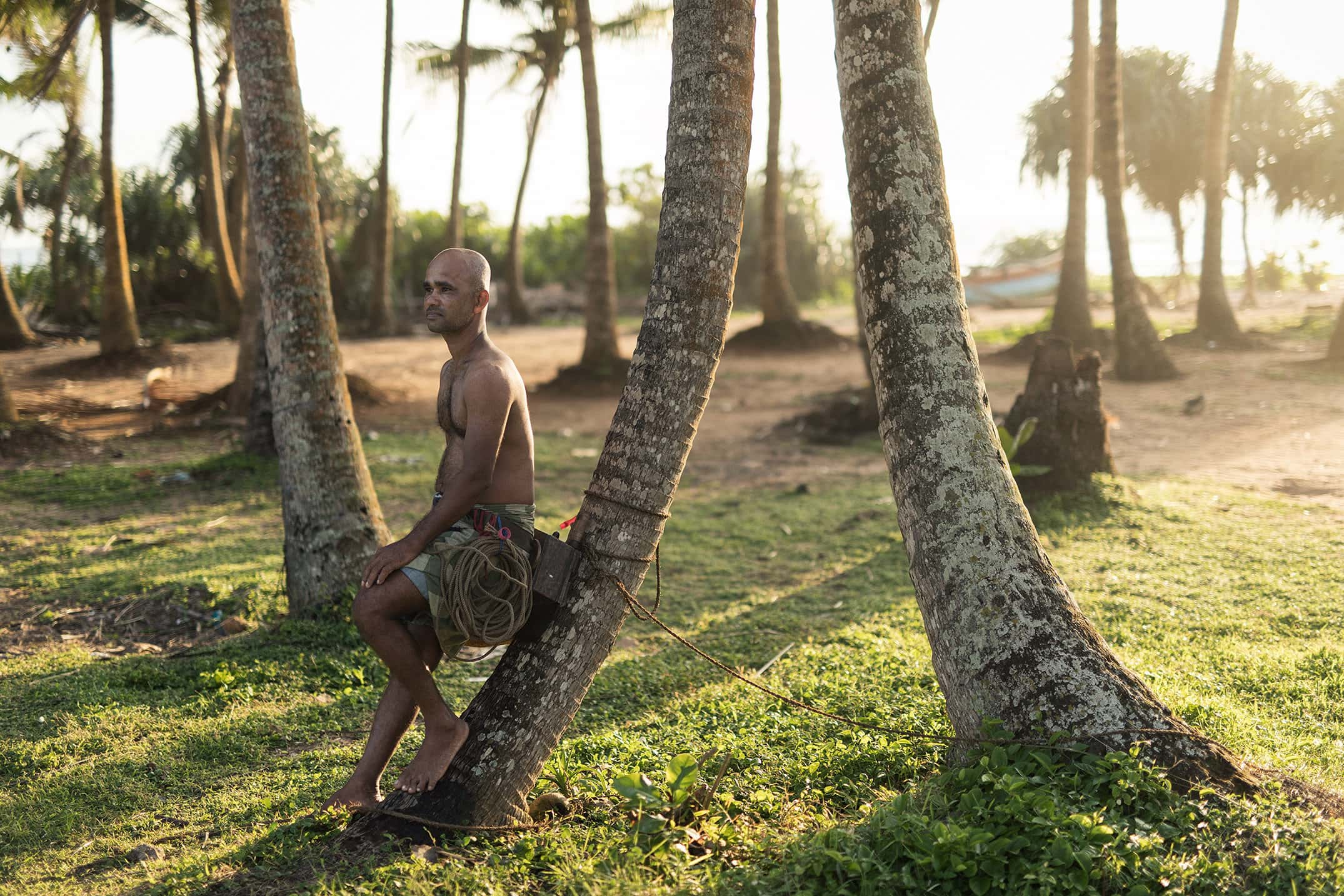 etg - sri lanka - tp toddy tapper (7) a sri lankan toddy tapper rests against a tree in the setting sun