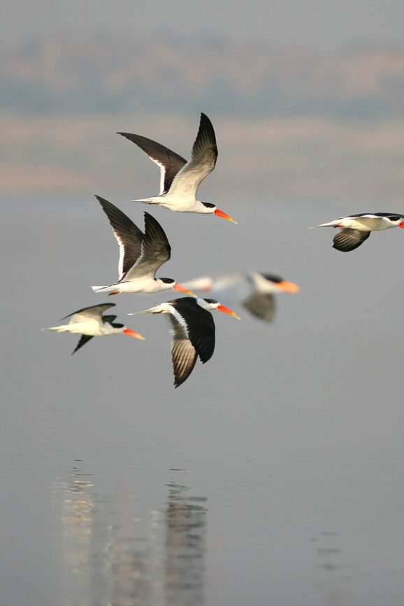 Chambal River -Indian Skimmers, Image by Eling Lee Chambal River -Indian Skimmers, Image by Eling Lee