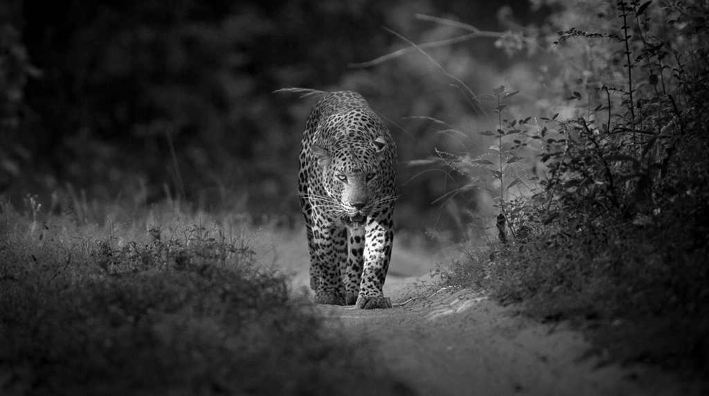 Ceylon leopard (1)