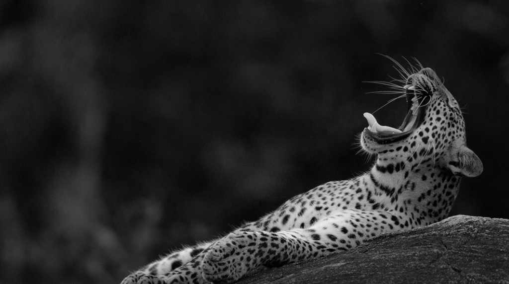 ceylon leopard 2