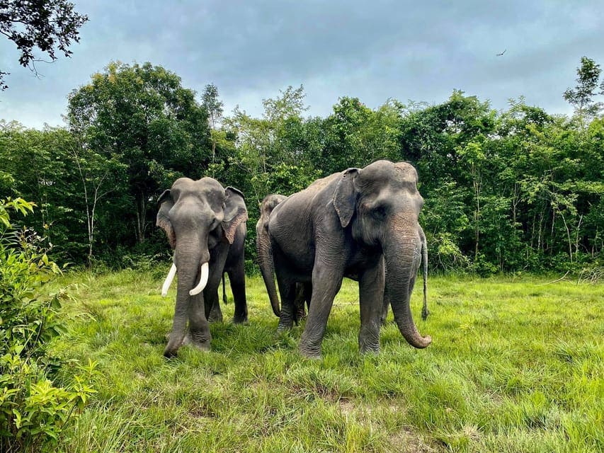 kulen elephants Rescued elephants at Kulen forest sanctuary