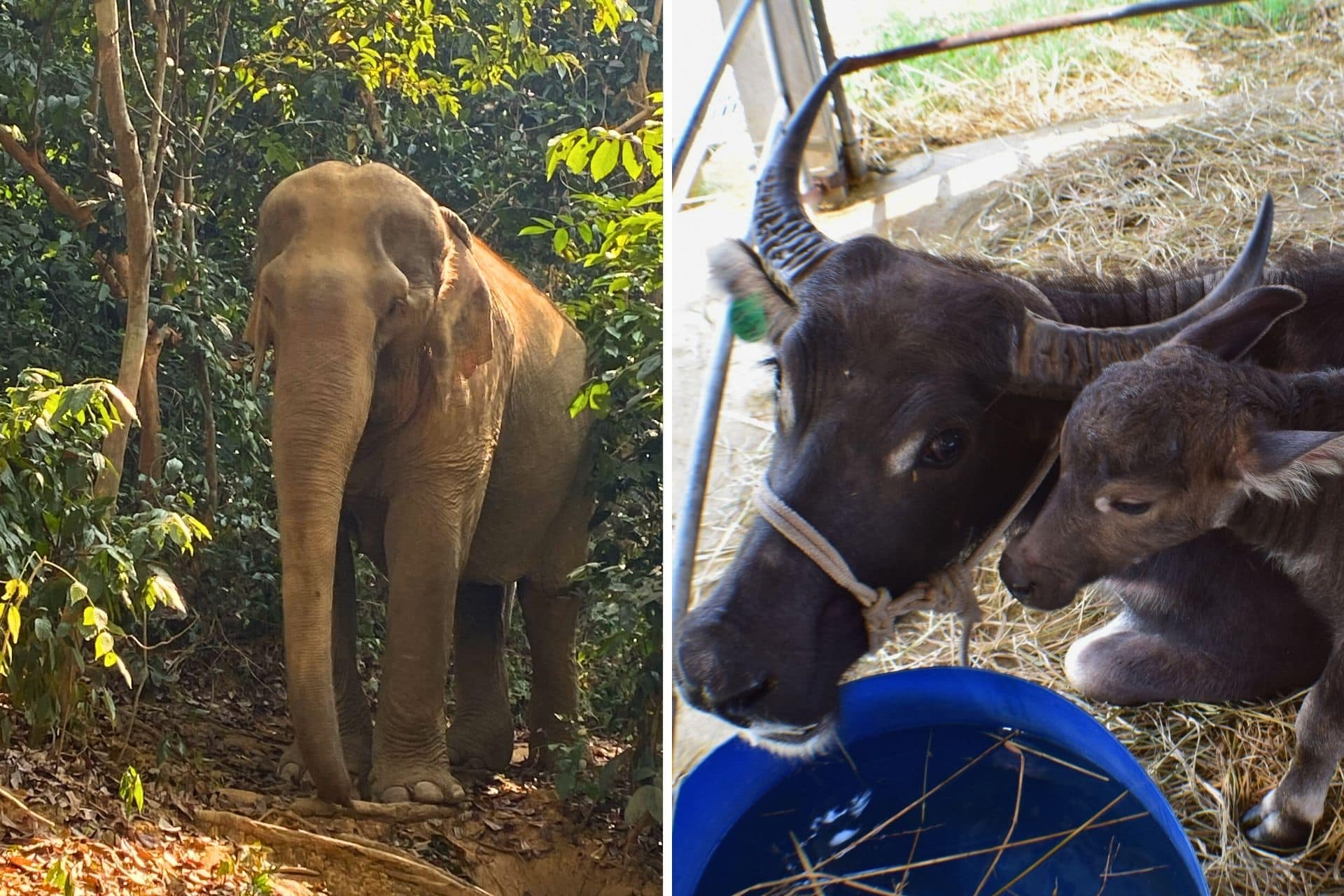 laos animals