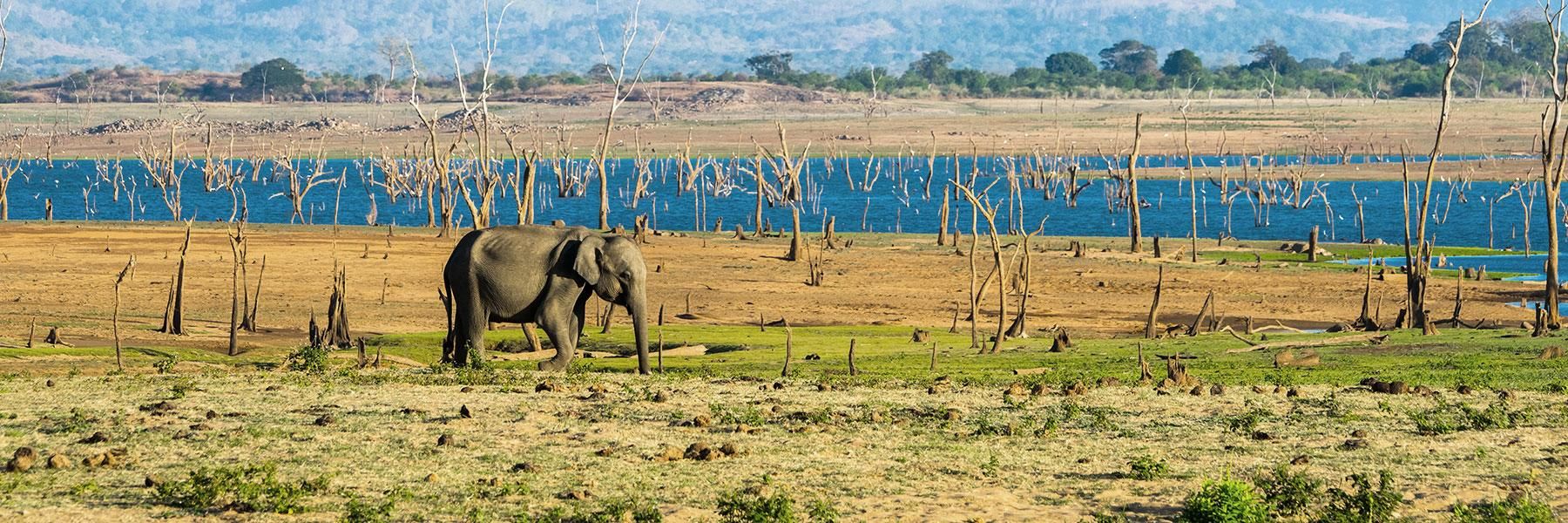 Why Visit Udawalawe National Park?