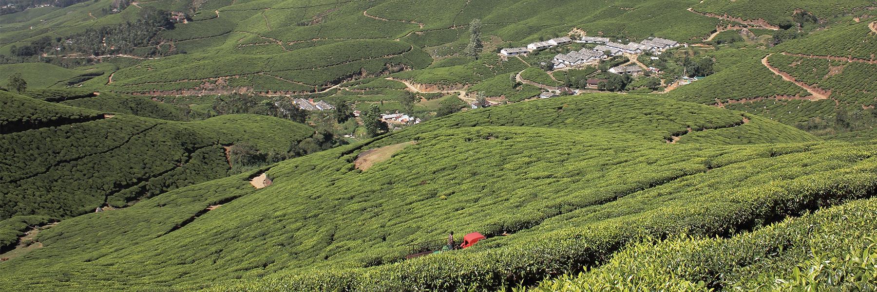Darjeeling
