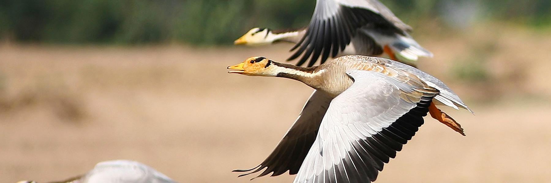 Sundarbans National Park