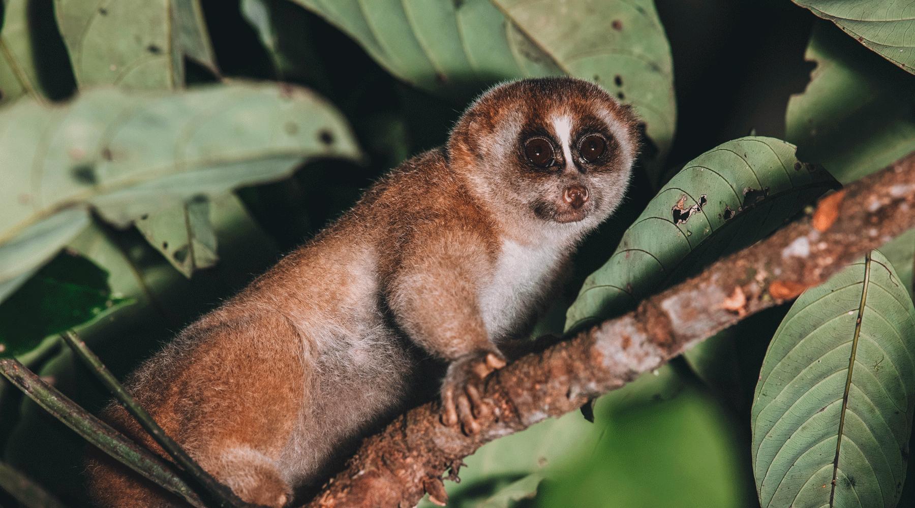 GUIDE TO BORNEO