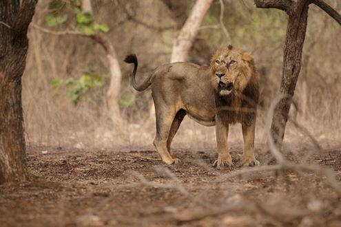 Gir Wildlife Safari