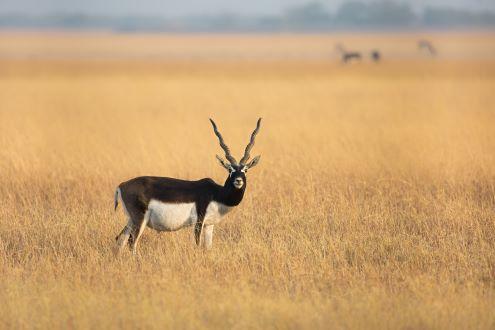 Blackbuck Safari