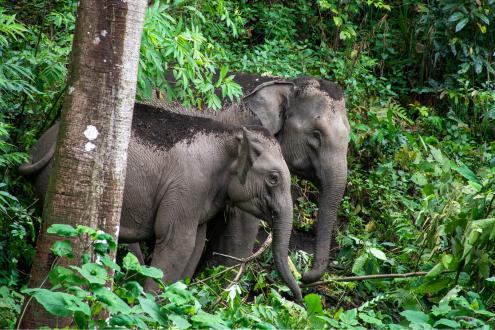 Elephant Encounters in Thailand