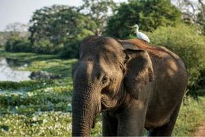 NATURE & WILDLIFE EXPLORER