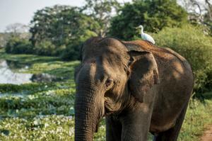 Sri Lanka's Big Mammals