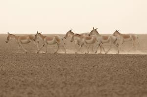 Rural Gujarat & Rajasthan