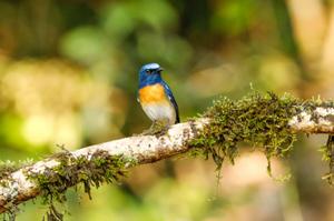 Birds of South India
