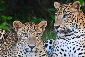Leopard Trails, Wilpattu