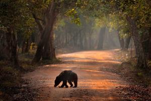 Safari in Wilpattu National Park