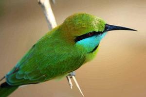 Birding in Bundala National Park