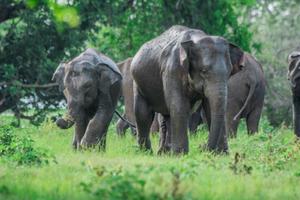 Elephant Gathering in Minneriya National Park