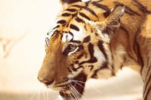 India Wildlife Holidays