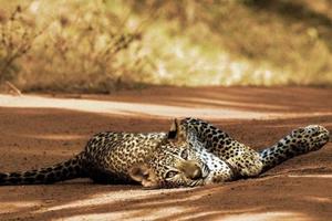 India Wildlife Holidays