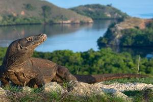 Orangutans & Dragons in Borneo & Komodo