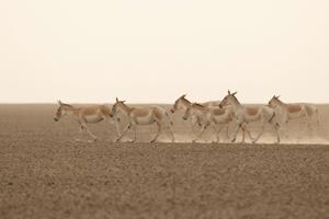 Rural Gujarat & Rajasthan