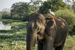 Family Safari, Surf and Turf  - 15 Days in Sri Lanka