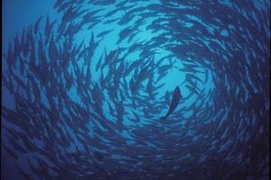 Snorkel & dive in Komodo National Park