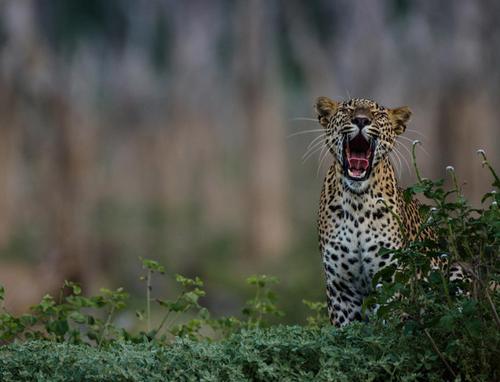Sri Lanka EXPERIENCES