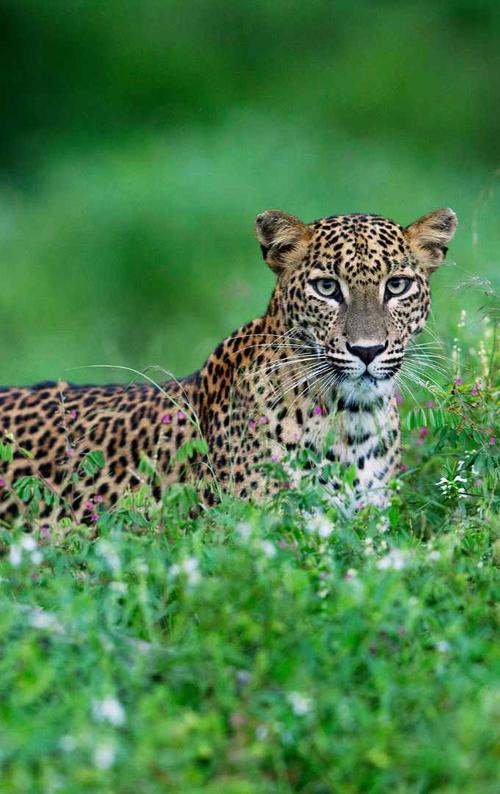 YALA AT A GLANCE