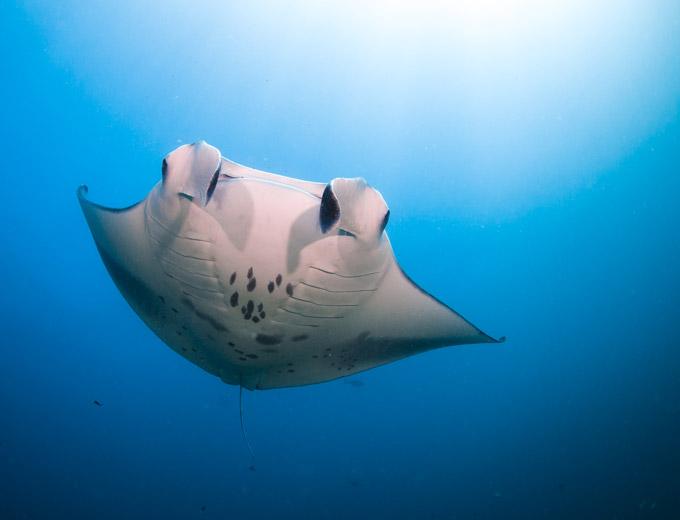 Marine Life and Conservation