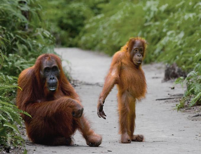 Discover the Secrets of the Rainforest 