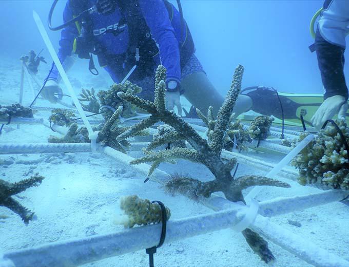 Planting corals