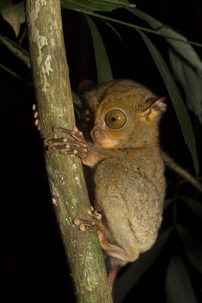 <h3 class="oversized">WILDLIFE <span class="indend">IN BORNEO</span></h3>