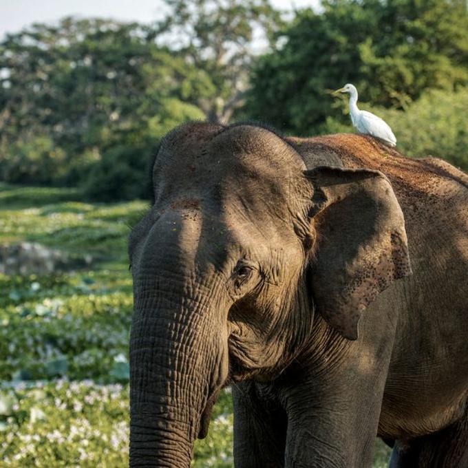 Sri Lanka in Summer