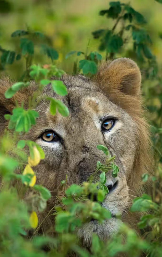 Best Places to Spot Wildlife in Gujarat